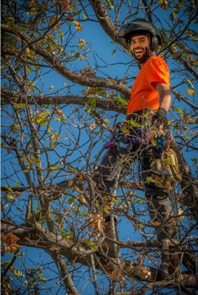 ace-tree-service-about-us-photo