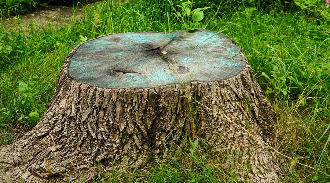 How To Make Tree Stumps Rot Faster in Loomis, CA