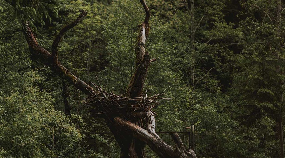The Top Four Signs a Tree Was Struck by Lightning