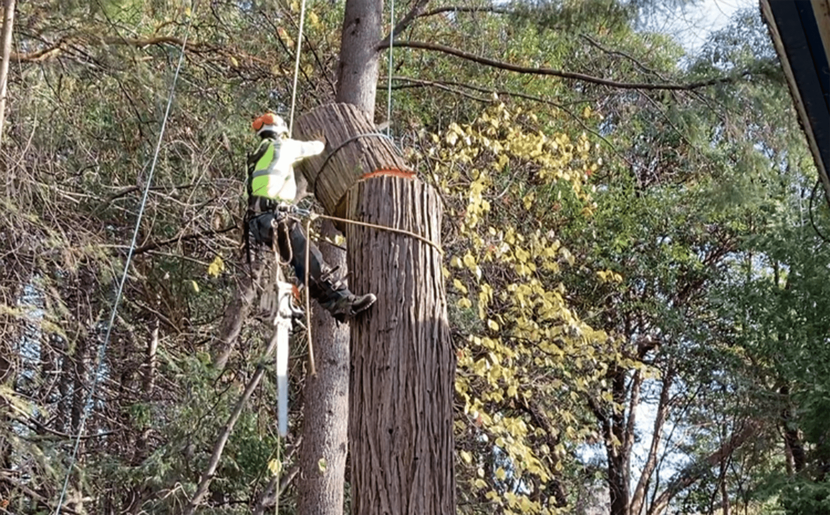 tree-removal