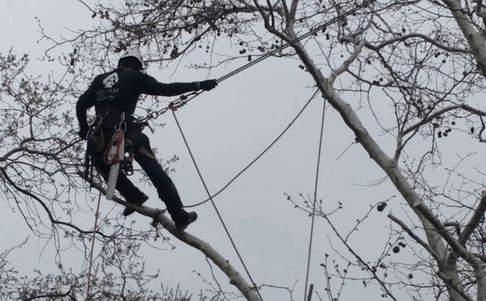tree-trimming