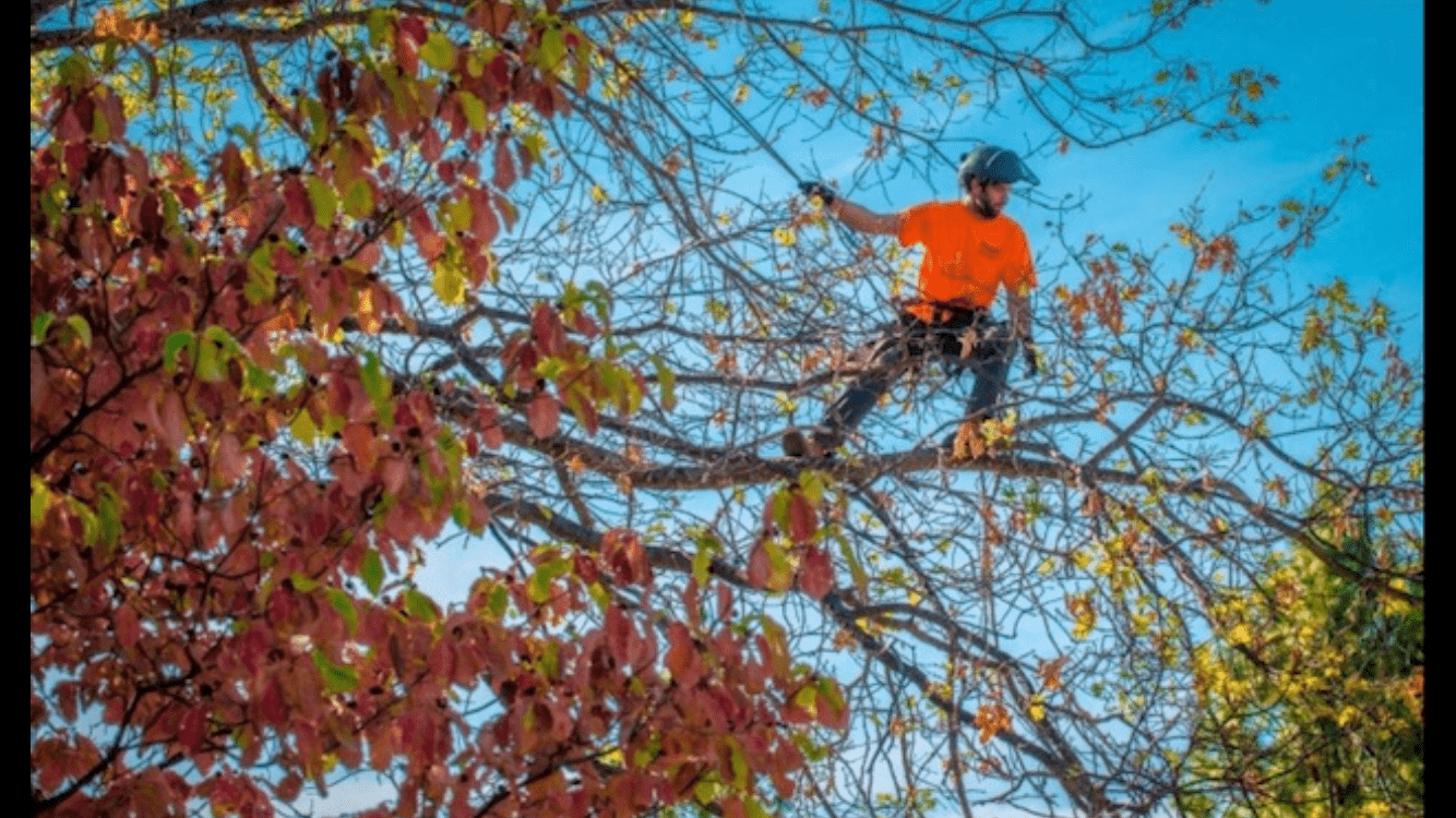 treeremovalfolsom